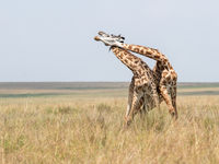 Vechtende giraffen. © Alexander Brackx