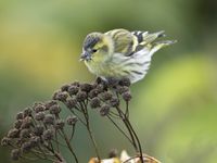 Beaucoup d'oiseaux se laissent observer de très près à Ouessant, tant ils sont affamés. © Noé Terorde