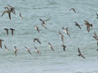 Quelques espèces de limicoles se laissent observer à Ouessant. Combien sur cette image ? © Noé Terorde