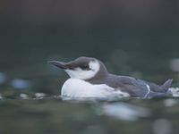 Guillemot de Troïl dans une lumière de fin de journée... © Noé Terorde