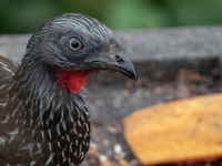 Band-tailed Guan (c) Joachim Bertrands