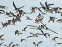 Black Skimmer (c) Joachim Bertrands