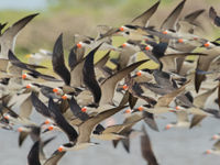 Black Skimmer (c) Joachim Bertrands