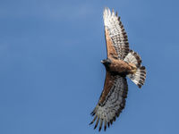 Black-and-chestnut Eagle (c) Joachim Bertrands