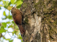 Strong-billed Woodcreeper (c) Joachim Bertrands