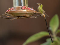 Black-tailed Trainbearer (c) Joachim Bertrands