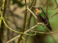 Blue-throated Starfrontlet (c) Joachim Bertrands