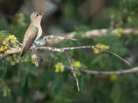 Buffy Hummingbird (c) Joachim Bertrands