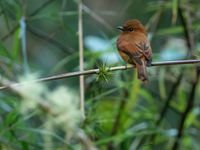 'Santa Marta' Cinnamon Flycatcher (c) Joachim Bertrands