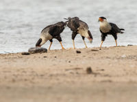 Northern Crested Caracara (c) Joachim Bertrands