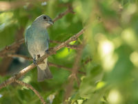 Glaucous Tanager (c) Joachim Bertrands