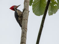 Lineated Woodpecker (c) Joachim Bertrands