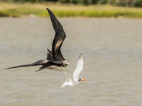 Magnificen Frigatebird (c) Joachim Bertrands