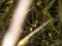 Muisca Antpitta (c) Joachim Bertrands