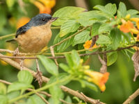 Rusty Flowerpiercer (c) Joachim Bertrands