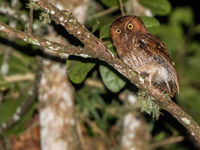 Santa Marta Screech-owl (c) Joachim Bertrands