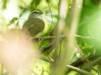 Tocuyo Sparrow (c) Joachim Bertrands