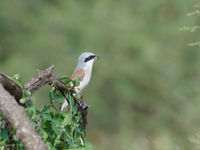 red-backed shrike © Luc De Brabant