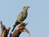 European roller © Luc De Brabant