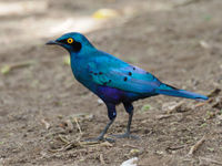 greater blue-eared starling © Luc De Brabant