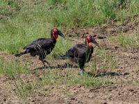 ground hornbill © Luc De Brabant