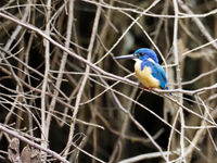 half-collared kingfisher © Luc De Brabant