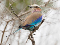 lilac-breasted roller © Luc De Brabant
