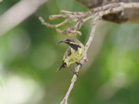 marico sunbird © Luc De Brabant