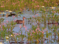 red-billed teal © Luc De Brabant