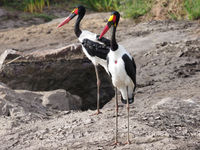 saddle-billed stork © Luc De Brabant