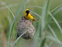 southern masked weaver © Luc De Brabant