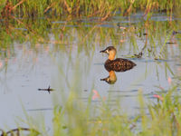 white-backed duck © Luc De Brabant