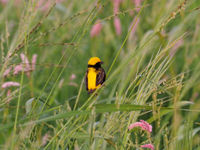 yellow-crowned bishop © Luc De Brabant