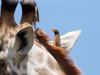 yellow-billed oxpecker © Luc De Brabant