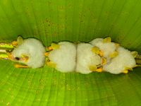 Ces petites chauves-souris se cachent dans de grandes feuilles pliées en deux. © Noé Terorde