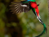Ravitaillement par le mâle de Resplendent Quetzal. © Jean-Louis Scheppers