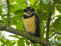 Spectacled Owl au repos. © Noé Terorde