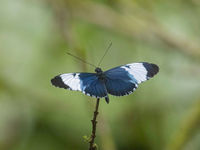 Les papillons sont aussi exceptionnelement diversifiés. © Noé Terorde