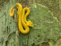 Eyelash Pit Viper ! Ne pas s'approcher ! © Noé Terorde