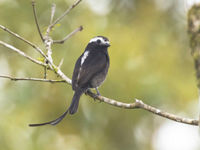 Un petit oiseau très élégant : Long-tailed Tyrant. © Noé Terorde