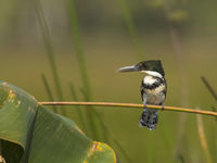 Il existe 6 espèces de Kingfishers au Costa Rica. © Noé Terorde