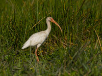 White Ibis : il porte bien son nom. © Noé Terorde