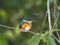 Le plus petit Kingfisher du pays. © Noé Terorde