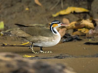 Admirez les pattes de ce Sungrebe... © Noé Terorde