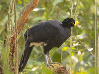 Le Great Curassow a été longtemps persécuté pour la viande, mais se porte mieux aujourd'hui. © Noé Terorde