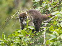 Les coatis sont omnivores, mais ils rafolent des fruits ! Parfois on les retrouve même dans les arbres. © Noé Terorde