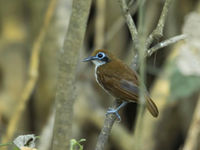 Les Antbirds sont souvent repérés par leur cri puissant avant d'être observés. © Noé Terorde