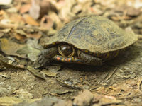 En restant attentifs, nous croisons aussi des tortues au Costa Rica. © Noé Terorde