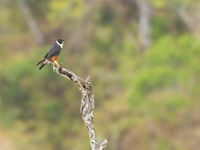 Bat Falcon à l'affût sur son perchoir. © Noé Terorde