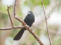 Groove-billed Ani. © Noé Terorde